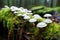 dew-speckled mushrooms sprouting on a mossy log