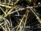 Dew on Spider Web-Dark Background