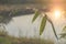 Dew sugar palm sunshine fields in evening