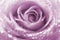 Dew or water droplets on petal of beautiful rose flower lilac color. Floral nature background. Macro shot