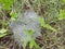 Dew on Webs of the Grass Spider.