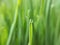 Dew on wheatgrass -closeup