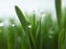 Dew on wheatgrass -closeup