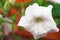 Dew on white Petunias close-up on a blurred background