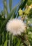 DEWAS 13 Jan 2021 : White Taraxacum Erythrospermum Flower In Garden