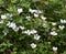 Dewberry flowers on a plant in the springtime