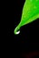 Dewdrop