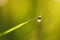 Dewdrop on the blade