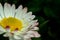 Dewdrop on a chamomile petal