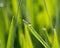 A dewdrop on the green grass in sunlight