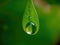 Dewdrop hangs from the tip of a green leaf