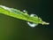 Dewdrop hangs from the tip of a green leaf