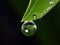 Dewdrop hangs from the tip of a green leaf