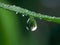 Dewdrop hangs from the tip of a green leaf