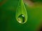 Dewdrop hangs from the tip of a green leaf