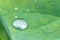 Dewdrop on the leaf of Lotus Asia.