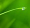 Dewdrop with Sky reflection on Blade of Grass