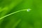 Dewdrop with Sky reflection on Blade of Grass / copy space background