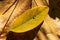 Dewdrop on yellow autumn leaves