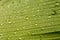 Dewdrops on a banana leaf.