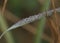 Dewdrops on blade of grass