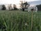 Dewdrops on the grass, wet fluffy dandelion