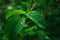 Dewdrops on the green leaves