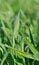 Dewdrops on green wheat