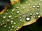 Dewdrops leaf. Macro view of droplets on yellow color midrib leaf in dark outdoor background. AI generated.