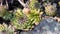 Dewdrops over spider web, succulents