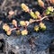 Dewdrops over spider web, succulents