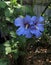 Dewdrops on Pair of Blue Satin Rose of Sharon