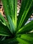 Dewdrops on pandanus leaf