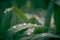 Dewdrops after rain on the leaves of wheatgrass. Close up