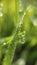 Dewdrops settle on blades of grass in a meadow early in the morning in summer