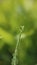 Dewdrops settle on blades of grass in a meadow early in the morning in summer