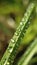 Dewdrops settle on blades of grass in a meadow early in the morning in summer