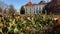 Dewdrops on spiderweb in boxwood bush and Austerlitz castle