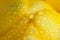 Dewdrops on a yellow freesia petals