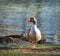 Dewlap Toulouse Goose at lake in Wildlife Refuge in Rome Georgia.