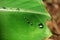 Dews on fresh green banana leaf