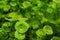 Dews on the leaf of Miner`s lettuce, Indian lettuce, spring beauty, Claytonia perfoliata