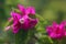 Dews on pink bougainvillea flowers garden