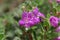 Dews purple flowers garden