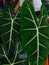 dewy alocasia frydek leaf close up