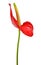 Dewy Anthurium flower