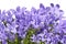 Dewy bell flowers - Platycodon grandiflorum