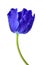 Dewy blue tulip