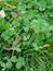 Dewy clover leaves on lawn