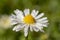 Dewy daisy flower